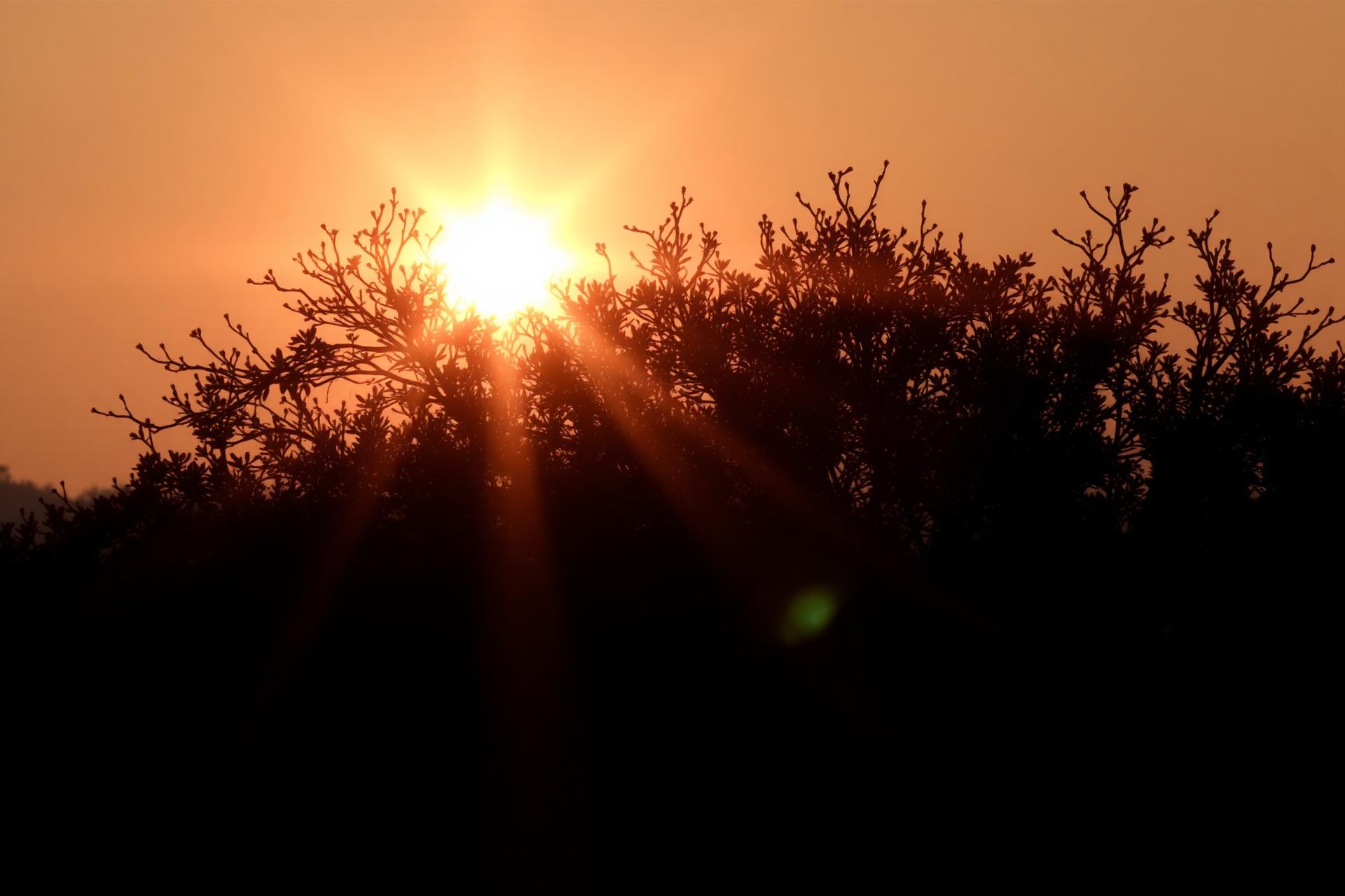 Sun setting through the branches of a tree